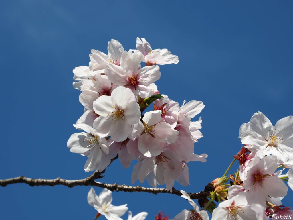 氷川神社の桜
