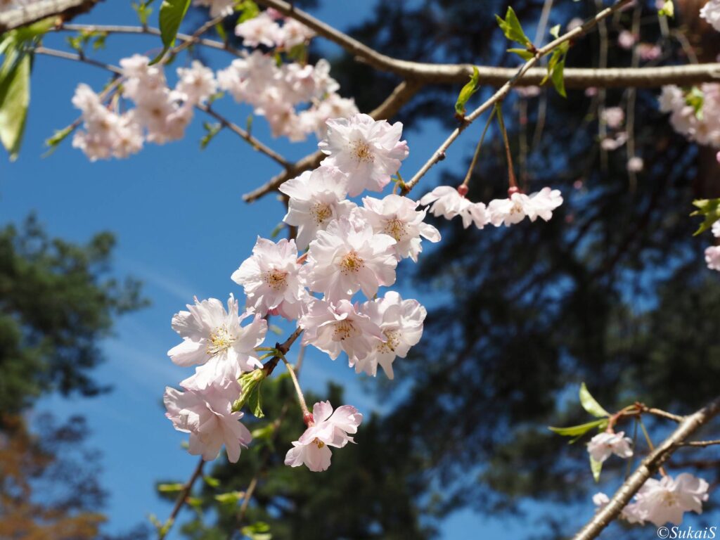 氷川神社の桜