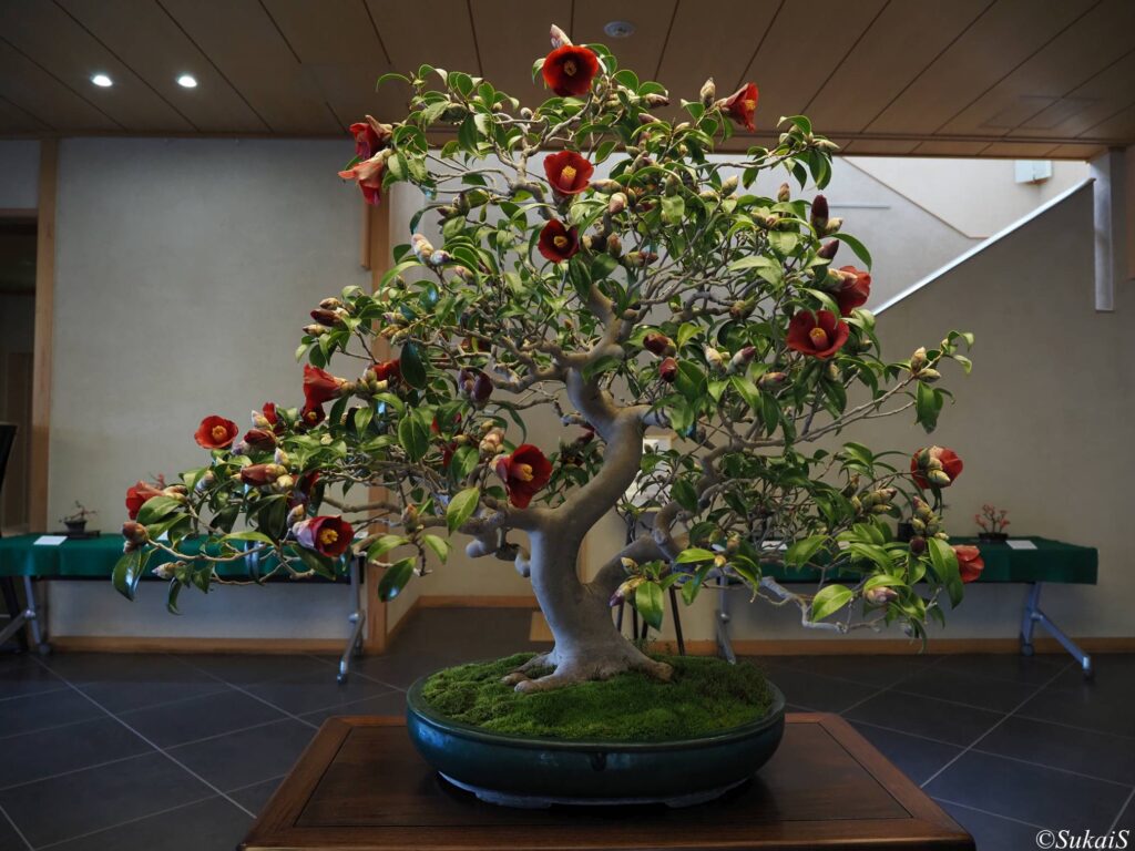 ロビーに飾られていた椿