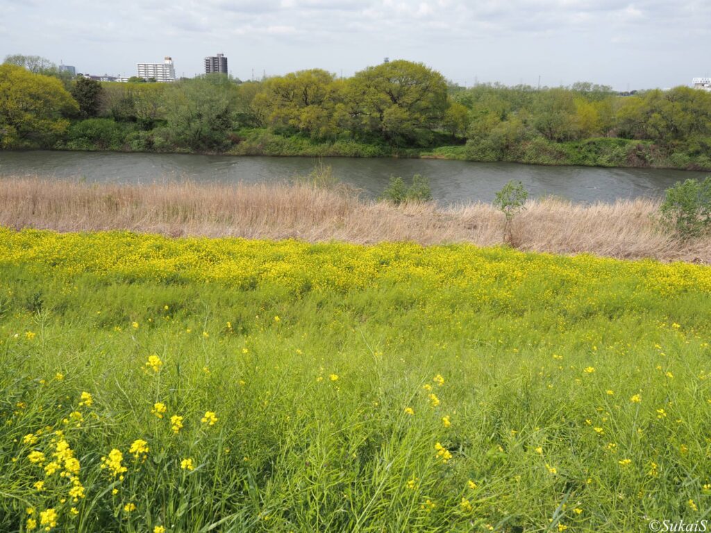 矢河原の渡し跡