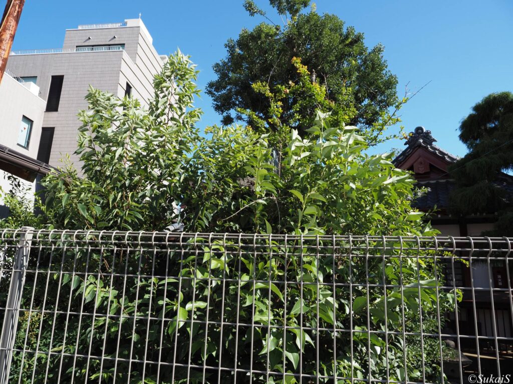 八幡神社の富士塚