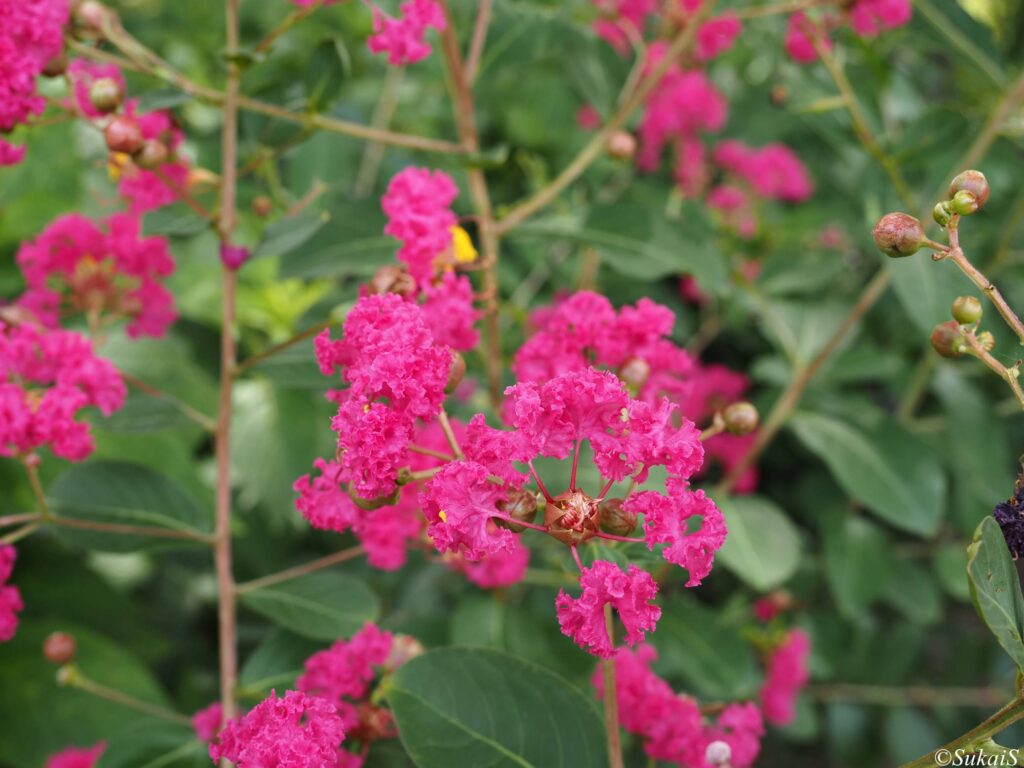 サルスベリの鮮やかな花