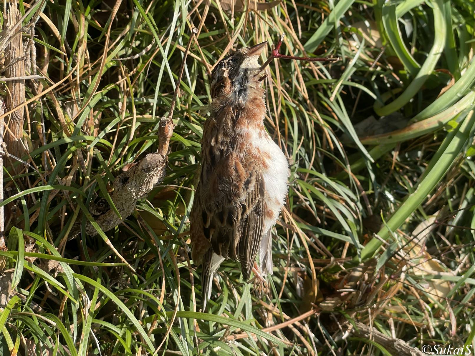 スズメが枝に刺さっていた…？モズのはやにえを筑波山の里山で観察