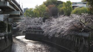 護国寺から江戸川公園、椿山荘へ｜満開の桜を巡る文京区散歩（2026.3.30）