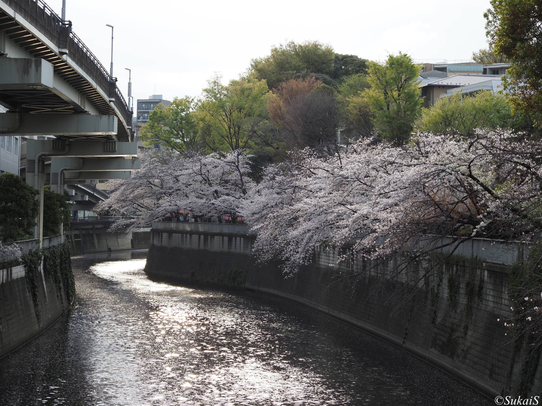 護国寺から江戸川公園、椿山荘へ｜満開の桜を巡る文京区散歩（2026.3.30）